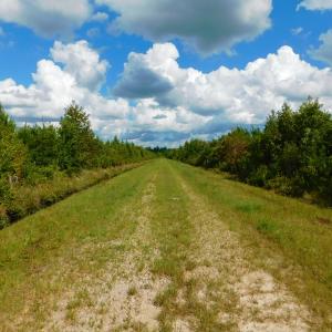 Photo of PENDING!  57.3 Acres of Timber and Farm Land For Sale in Wilson County NC!
