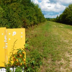 Photo of PENDING!  57.3 Acres of Timber and Farm Land For Sale in Wilson County NC!