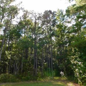 Photo of PENDING!  57.3 Acres of Timber and Farm Land For Sale in Wilson County NC!