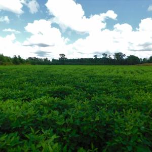 Photo of PENDING!  57.3 Acres of Timber and Farm Land For Sale in Wilson County NC!
