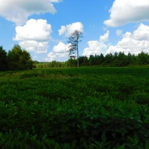 Photo of PENDING!  57.3 Acres of Timber and Farm Land For Sale in Wilson County NC!