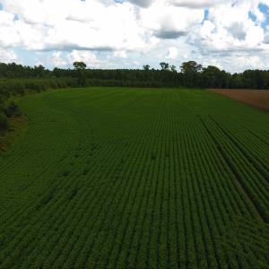 Photo of PENDING!  57.3 Acres of Timber and Farm Land For Sale in Wilson County NC!