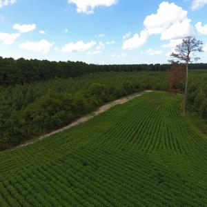 Photo of PENDING!  57.3 Acres of Timber and Farm Land For Sale in Wilson County NC!