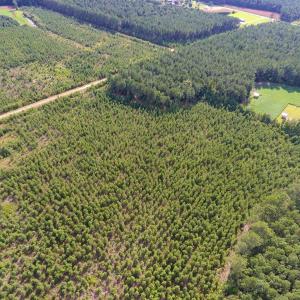 Photo of UNDER CONTRACT!  86.59 Acres of Timber and Hunting Land For Sale in Wilson County NC!