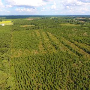 Photo of UNDER CONTRACT!  86.59 Acres of Timber and Hunting Land For Sale in Wilson County NC!