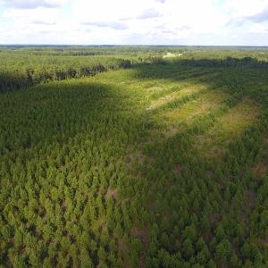Photo of UNDER CONTRACT!  86.59 Acres of Timber and Hunting Land For Sale in Wilson County NC!