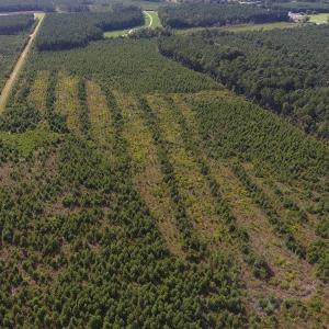 Photo of UNDER CONTRACT!  86.59 Acres of Timber and Hunting Land For Sale in Wilson County NC!