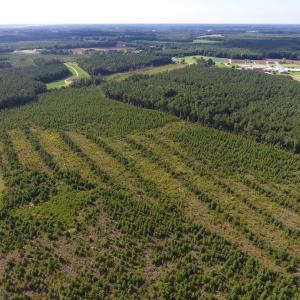 Photo of UNDER CONTRACT!  86.59 Acres of Timber and Hunting Land For Sale in Wilson County NC!