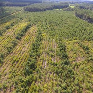 Photo of UNDER CONTRACT!  86.59 Acres of Timber and Hunting Land For Sale in Wilson County NC!