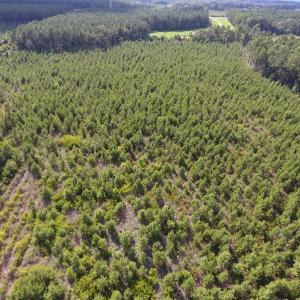 Photo of UNDER CONTRACT!  86.59 Acres of Timber and Hunting Land For Sale in Wilson County NC!