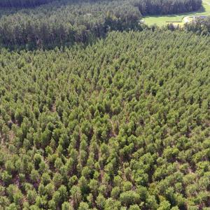 Photo of UNDER CONTRACT!  86.59 Acres of Timber and Hunting Land For Sale in Wilson County NC!