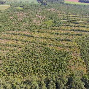 Photo of UNDER CONTRACT!  86.59 Acres of Timber and Hunting Land For Sale in Wilson County NC!