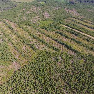 Photo of UNDER CONTRACT!  86.59 Acres of Timber and Hunting Land For Sale in Wilson County NC!