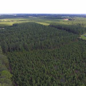 Photo of UNDER CONTRACT!  86.59 Acres of Timber and Hunting Land For Sale in Wilson County NC!