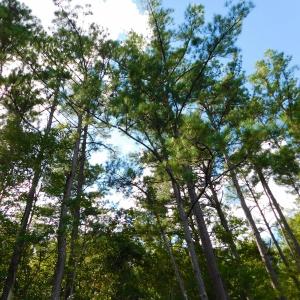 Photo of UNDER CONTRACT!  86.59 Acres of Timber and Hunting Land For Sale in Wilson County NC!