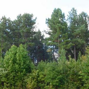 Photo of UNDER CONTRACT!  86.59 Acres of Timber and Hunting Land For Sale in Wilson County NC!