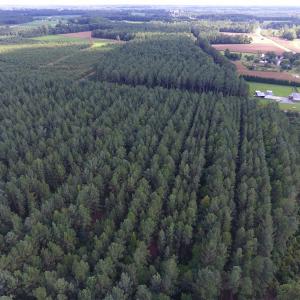 Photo of UNDER CONTRACT!  86.59 Acres of Timber and Hunting Land For Sale in Wilson County NC!