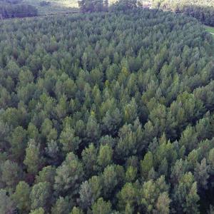 Photo of UNDER CONTRACT!  86.59 Acres of Timber and Hunting Land For Sale in Wilson County NC!