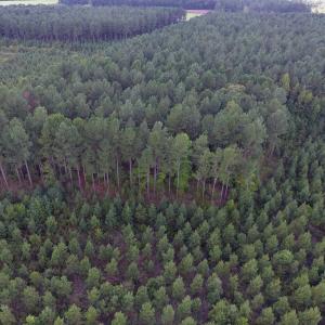 Photo of UNDER CONTRACT!  86.59 Acres of Timber and Hunting Land For Sale in Wilson County NC!