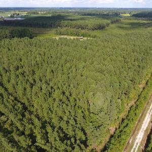 Photo of UNDER CONTRACT!  86.59 Acres of Timber and Hunting Land For Sale in Wilson County NC!