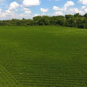 Photo of UNDER CONTRACT!  65.57 Acres of Farm and Timber Land For Sale in Wilson County NC!