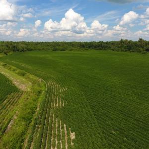 Photo of UNDER CONTRACT!  65.57 Acres of Farm and Timber Land For Sale in Wilson County NC!