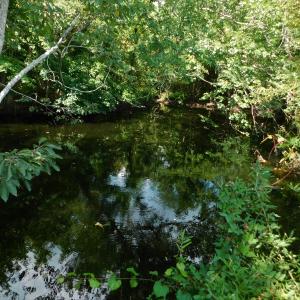 Photo of UNDER CONTRACT!  65.57 Acres of Farm and Timber Land For Sale in Wilson County NC!