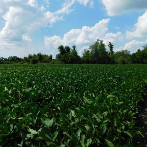 Photo of UNDER CONTRACT!  65.57 Acres of Farm and Timber Land For Sale in Wilson County NC!