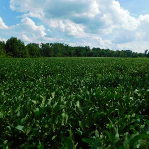 Photo of UNDER CONTRACT!  65.57 Acres of Farm and Timber Land For Sale in Wilson County NC!