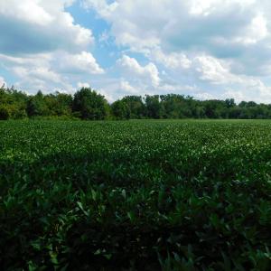 Photo of UNDER CONTRACT!  65.57 Acres of Farm and Timber Land For Sale in Wilson County NC!