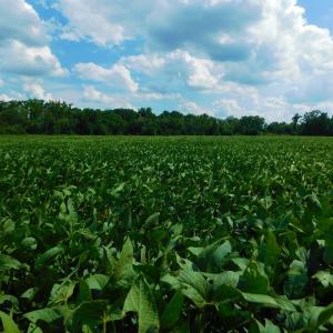 Photo of UNDER CONTRACT!  65.57 Acres of Farm and Timber Land For Sale in Wilson County NC!