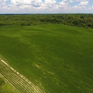 Photo of UNDER CONTRACT!  65.57 Acres of Farm and Timber Land For Sale in Wilson County NC!