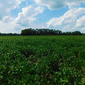 Photo of UNDER CONTRACT!  65.57 Acres of Farm and Timber Land For Sale in Wilson County NC!