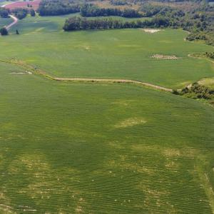 Photo of UNDER CONTRACT!  65.57 Acres of Farm and Timber Land For Sale in Wilson County NC!