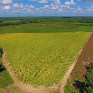 Photo of UNDER CONTRACT!  92.6 Acres of Farm and Timber Land For Sale in Wilson County NC!