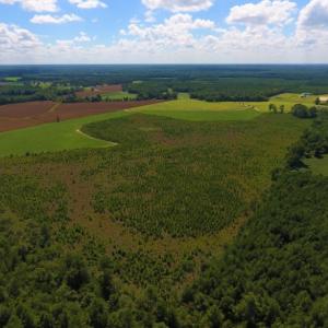 Photo of UNDER CONTRACT!  92.6 Acres of Farm and Timber Land For Sale in Wilson County NC!