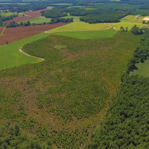 Photo of UNDER CONTRACT!  92.6 Acres of Farm and Timber Land For Sale in Wilson County NC!
