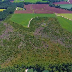 Photo of UNDER CONTRACT!  92.6 Acres of Farm and Timber Land For Sale in Wilson County NC!