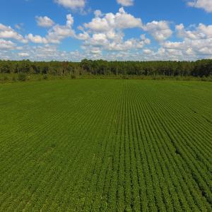 Photo of UNDER CONTRACT!  92.6 Acres of Farm and Timber Land For Sale in Wilson County NC!