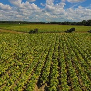 Photo of UNDER CONTRACT!  92.6 Acres of Farm and Timber Land For Sale in Wilson County NC!