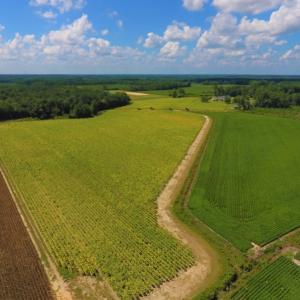 Photo of UNDER CONTRACT!  92.6 Acres of Farm and Timber Land For Sale in Wilson County NC!