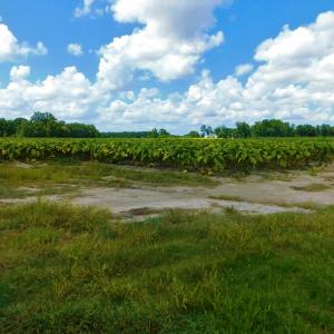 Photo of UNDER CONTRACT!  92.6 Acres of Farm and Timber Land For Sale in Wilson County NC!