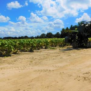 Photo of UNDER CONTRACT!  92.6 Acres of Farm and Timber Land For Sale in Wilson County NC!