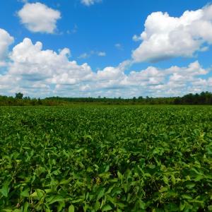 Photo of UNDER CONTRACT!  92.6 Acres of Farm and Timber Land For Sale in Wilson County NC!