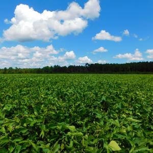 Photo of UNDER CONTRACT!  92.6 Acres of Farm and Timber Land For Sale in Wilson County NC!