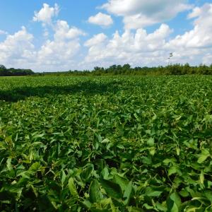 Photo of UNDER CONTRACT!  92.6 Acres of Farm and Timber Land For Sale in Wilson County NC!