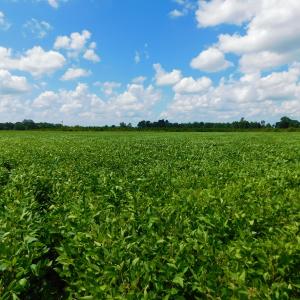 Photo of UNDER CONTRACT!  92.6 Acres of Farm and Timber Land For Sale in Wilson County NC!