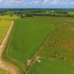 Photo of UNDER CONTRACT!  92.6 Acres of Farm and Timber Land For Sale in Wilson County NC!