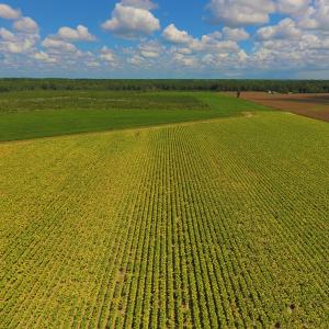 Photo of UNDER CONTRACT!  92.6 Acres of Farm and Timber Land For Sale in Wilson County NC!