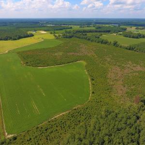Photo of UNDER CONTRACT!  92.6 Acres of Farm and Timber Land For Sale in Wilson County NC!